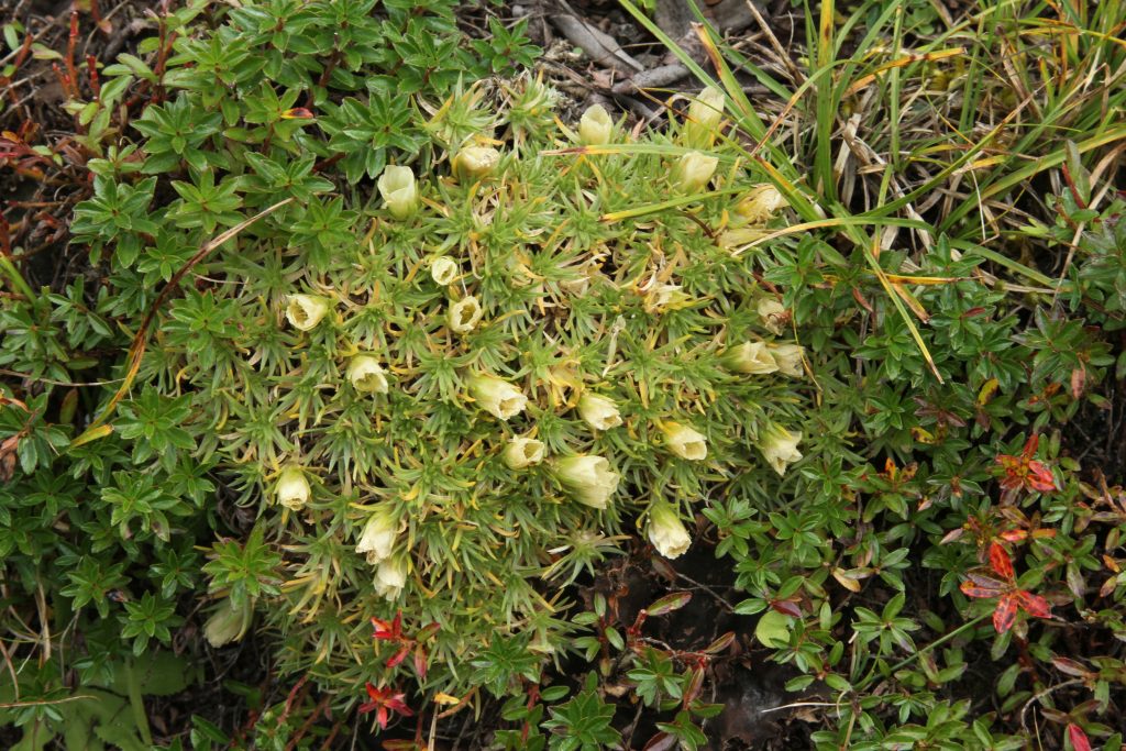 Bhutan2012 301