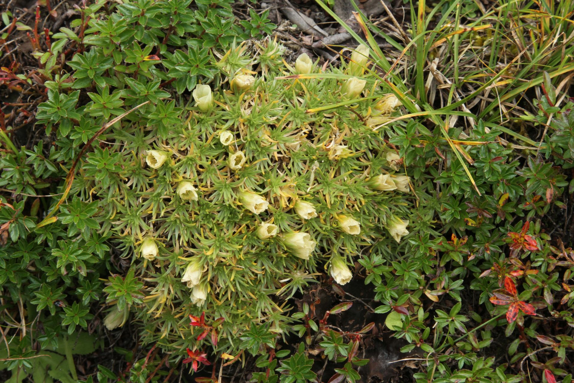 Arenaria edgeworthiana — Caryophyllaceae
