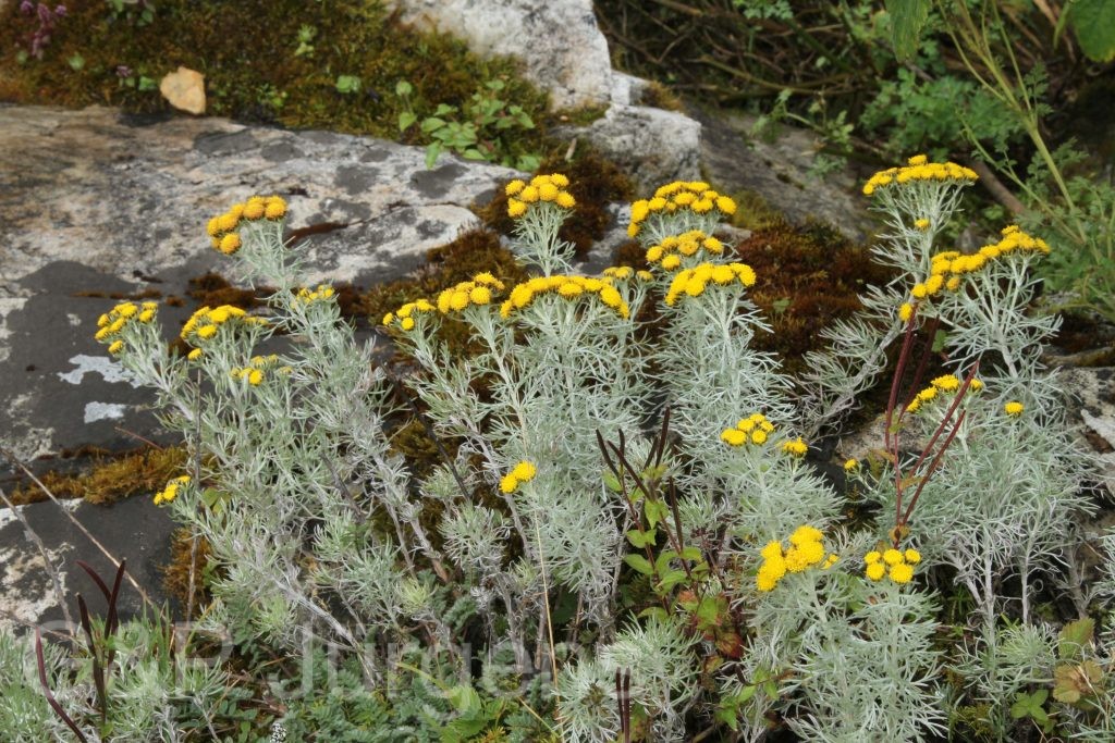 Bhutan2012 303