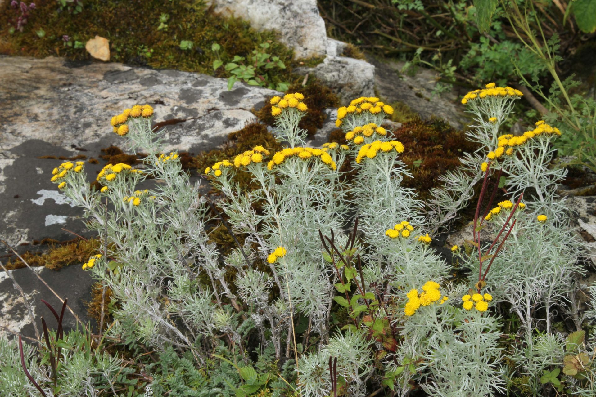Ajania nubigena — Asteraceae