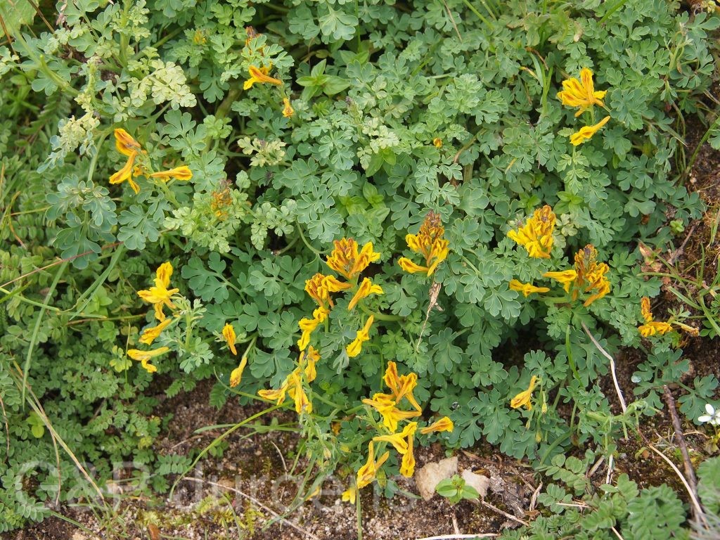 Bhutan2012 307