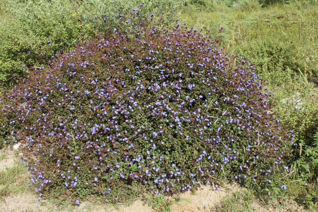 Bhutan2012 315