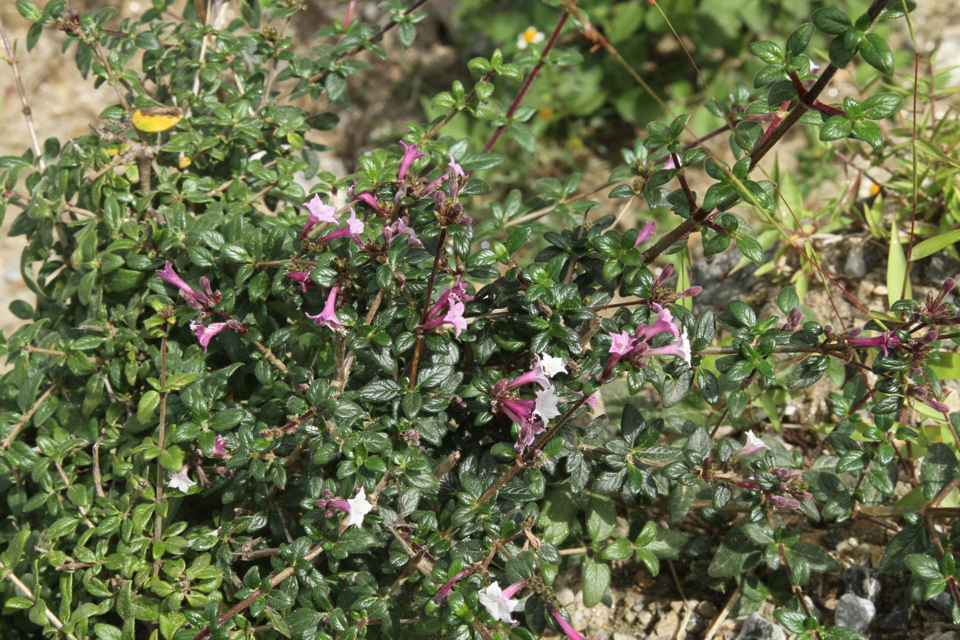 Leptodermis ludlowii — Rubiaceae