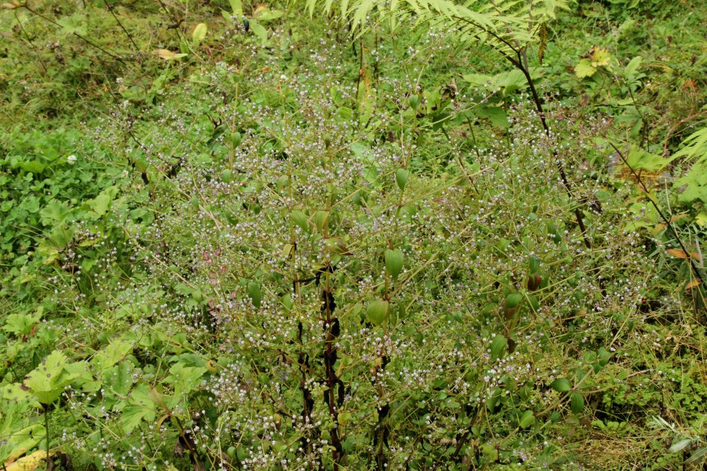 Bhutan2012 321