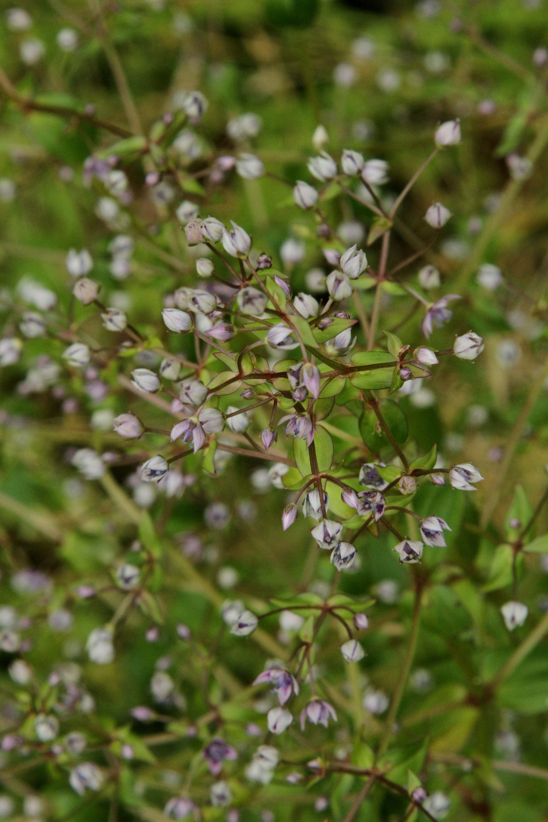 Swertia macrosperma — Gentianaceae
