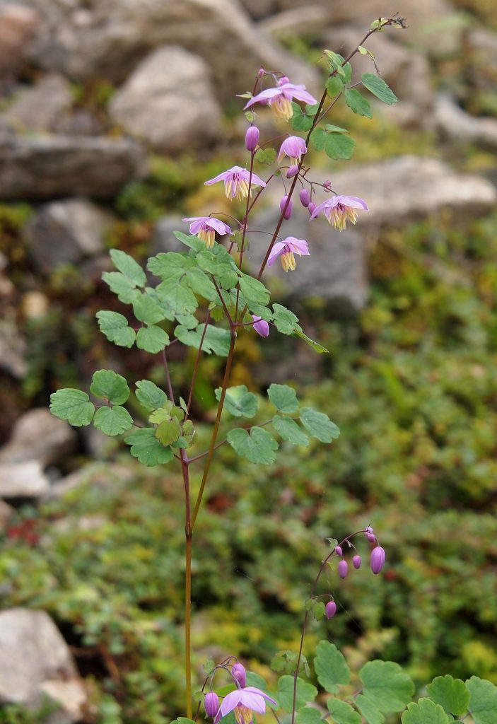 Bhutan2012 325