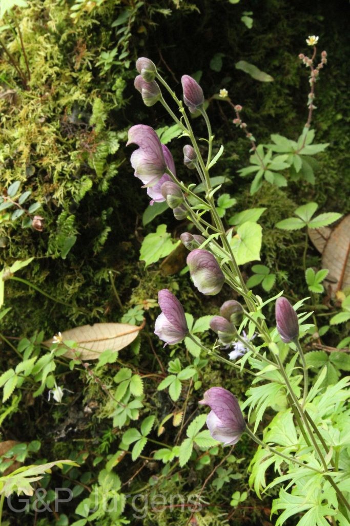 Bhutan2012 327