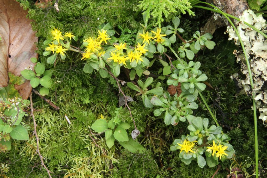 Bhutan2012 328