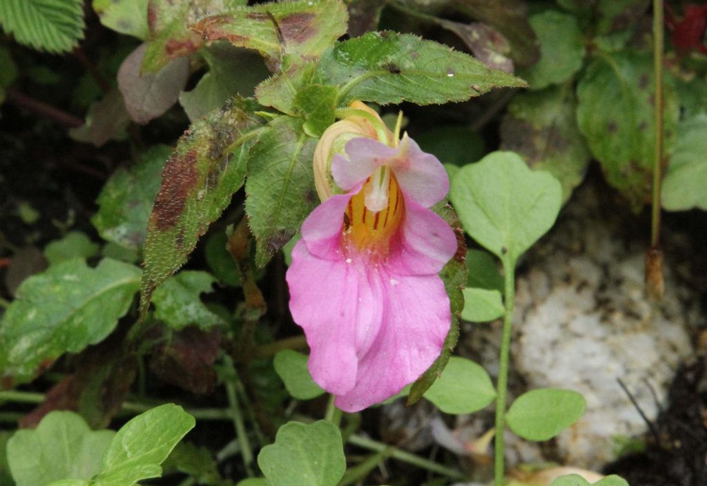 Bhutan2012 330