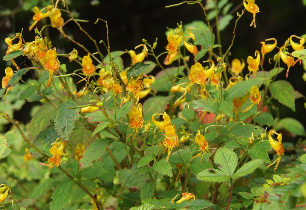 Bhutan2012 334