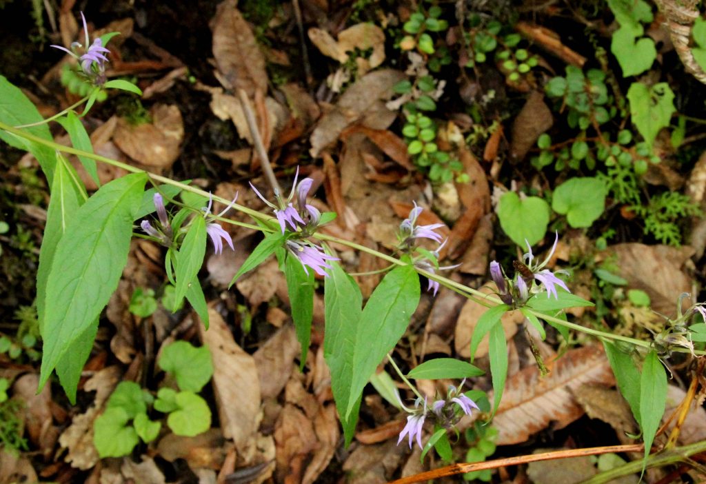 Bhutan2012 338