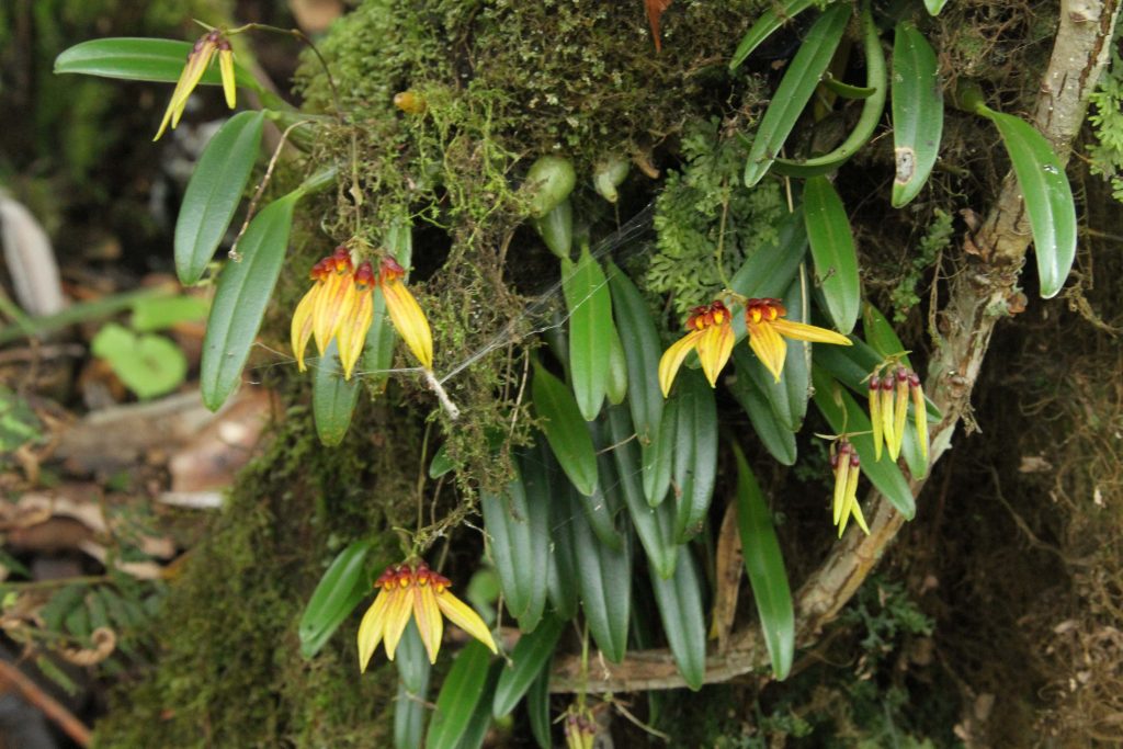 Bhutan2012 341 1