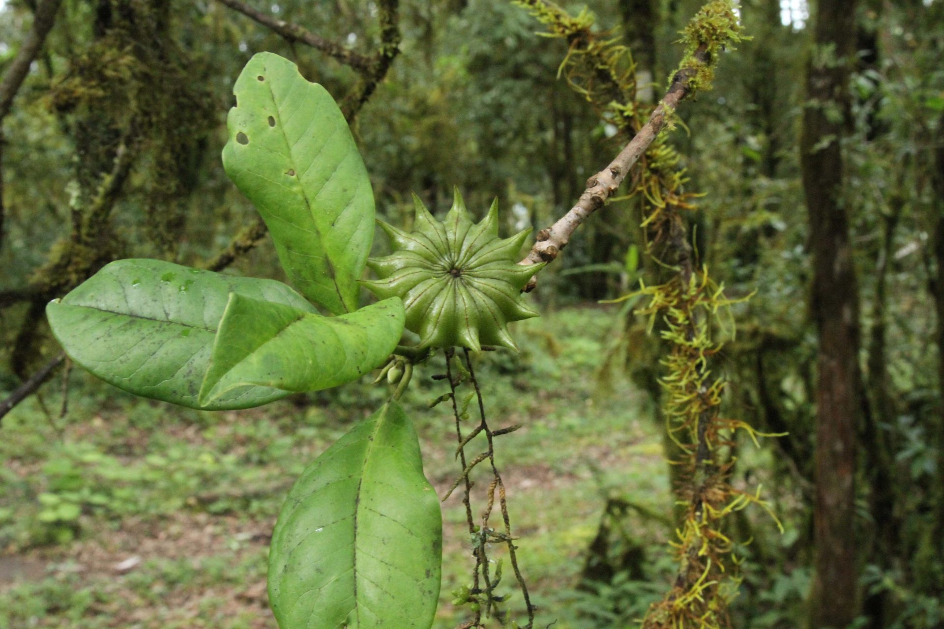 Illicium griffithii — Schisandraceae