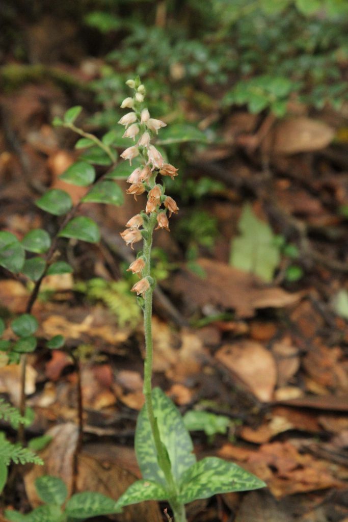 Bhutan2012 347