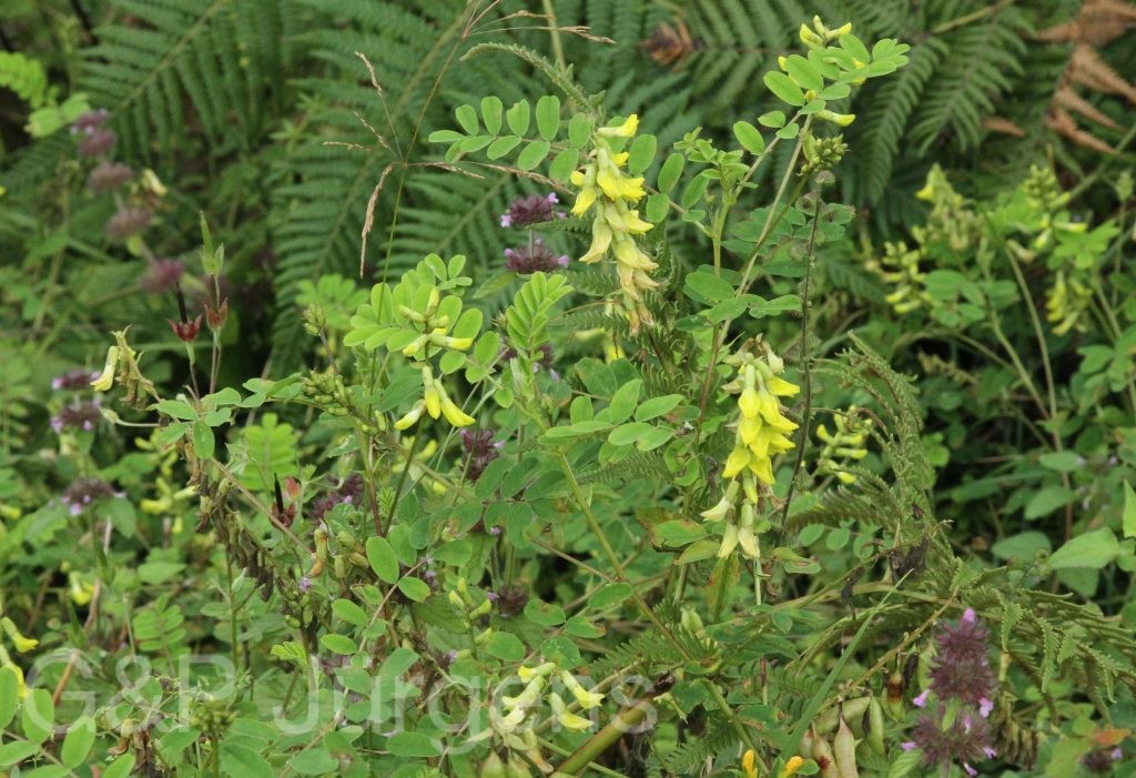 Bhutan2012 349
