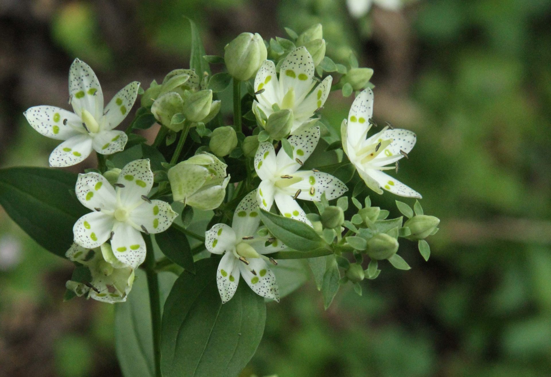 Swertia bimaculata — Gentianaceae
