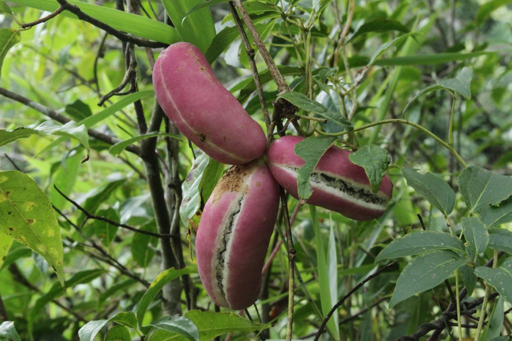 Bhutan2012 357
