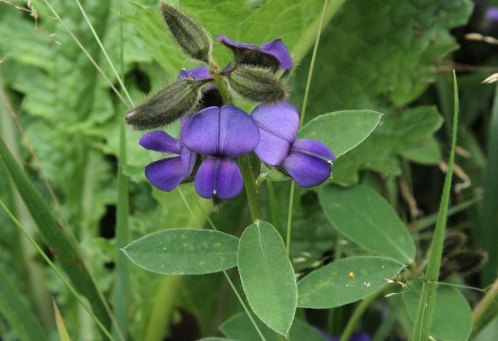 Bhutan2012 362