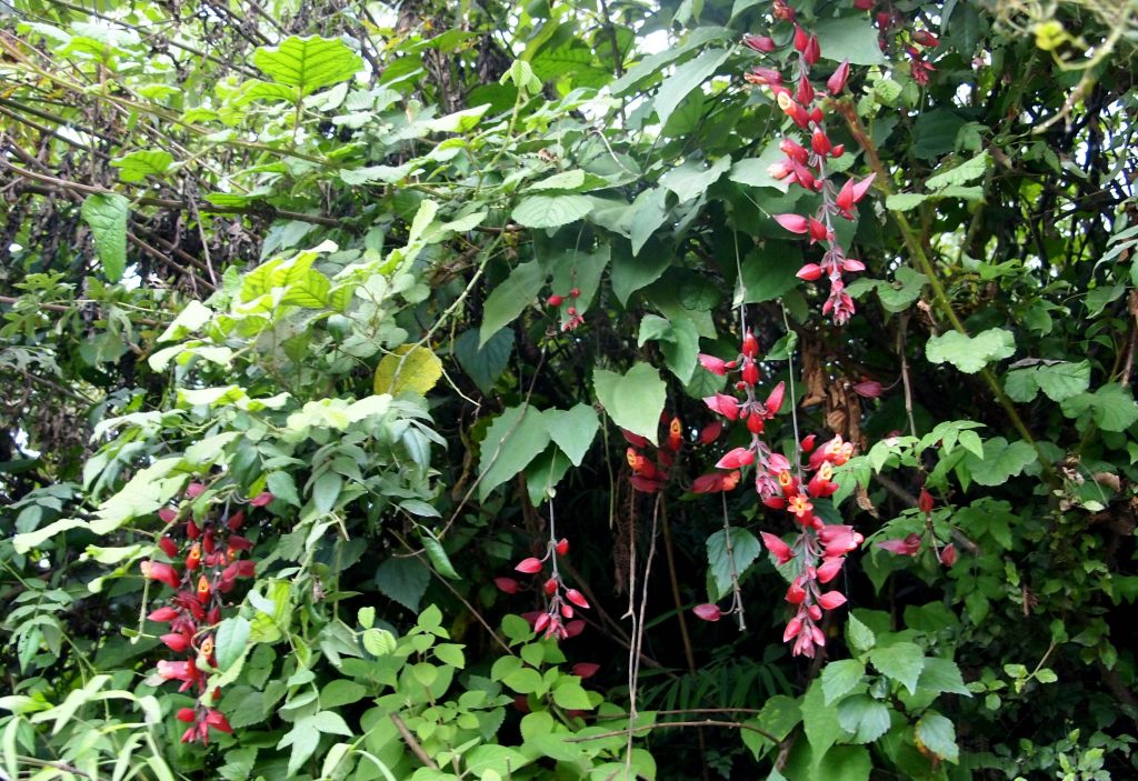Bhutan2012 363