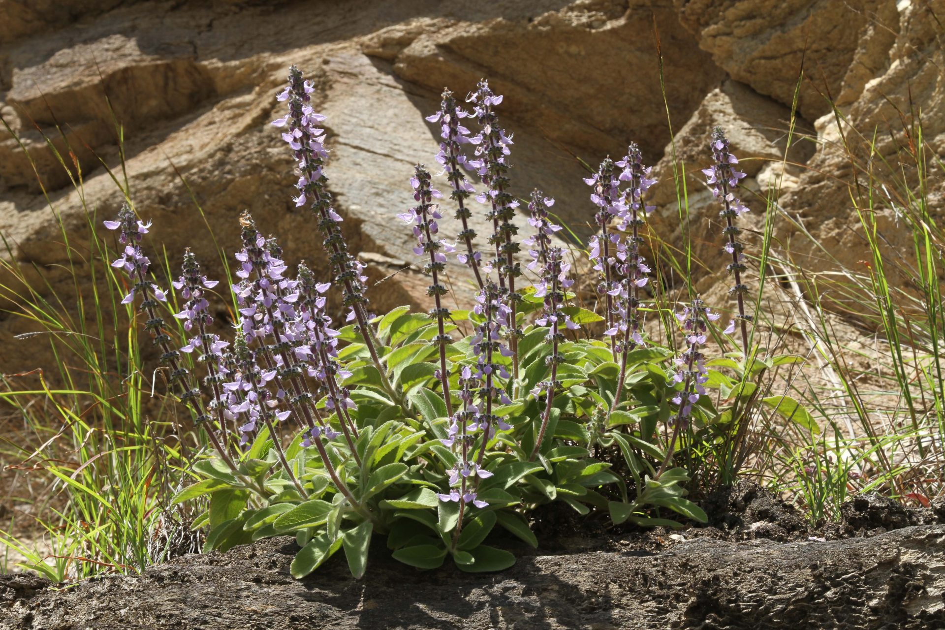 Plectranthus barbatus — Lamiaceae