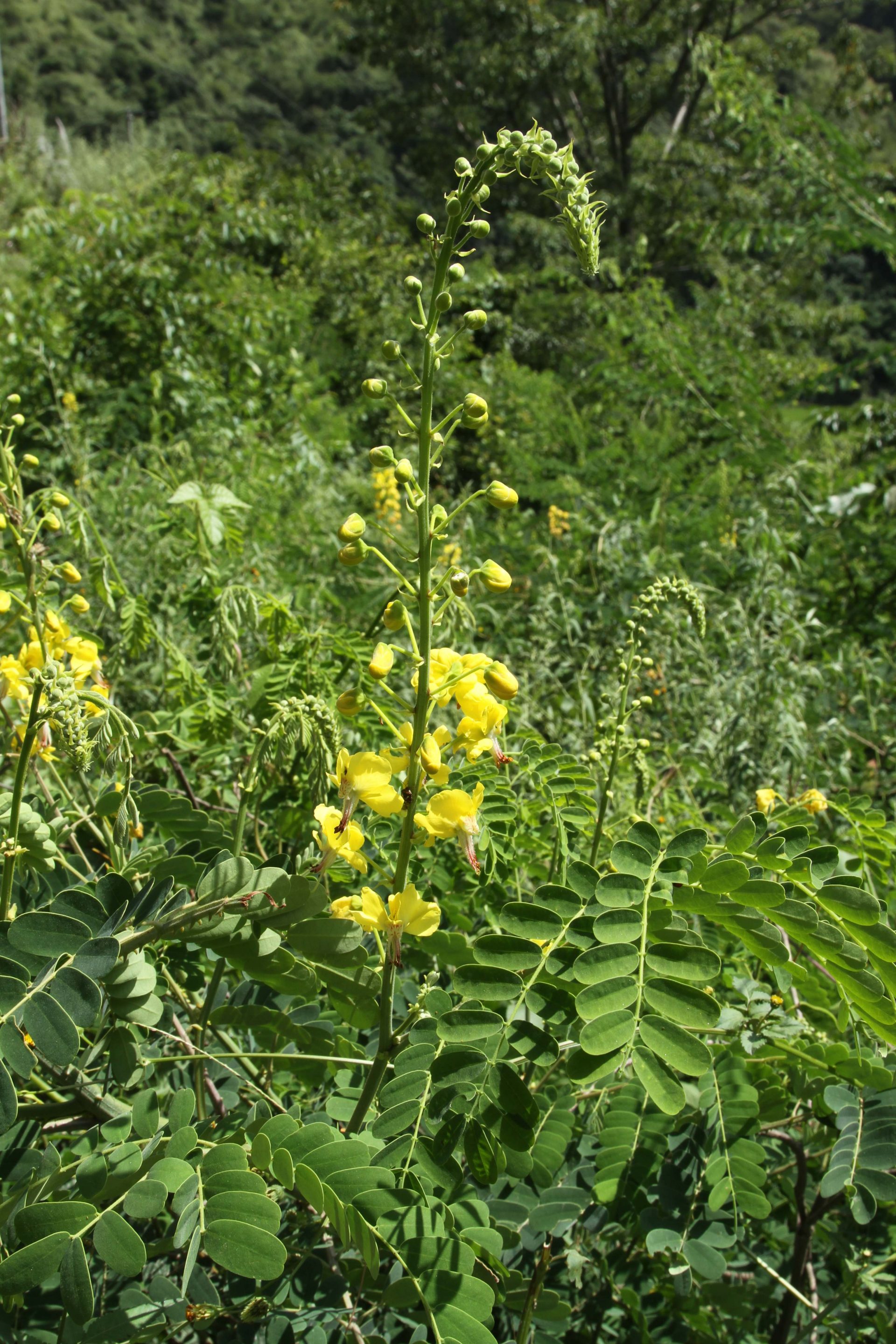 Biancaea decapetala — Fabaceae