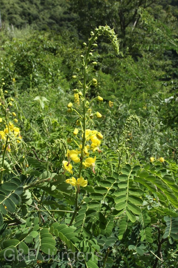 Bhutan2012 401