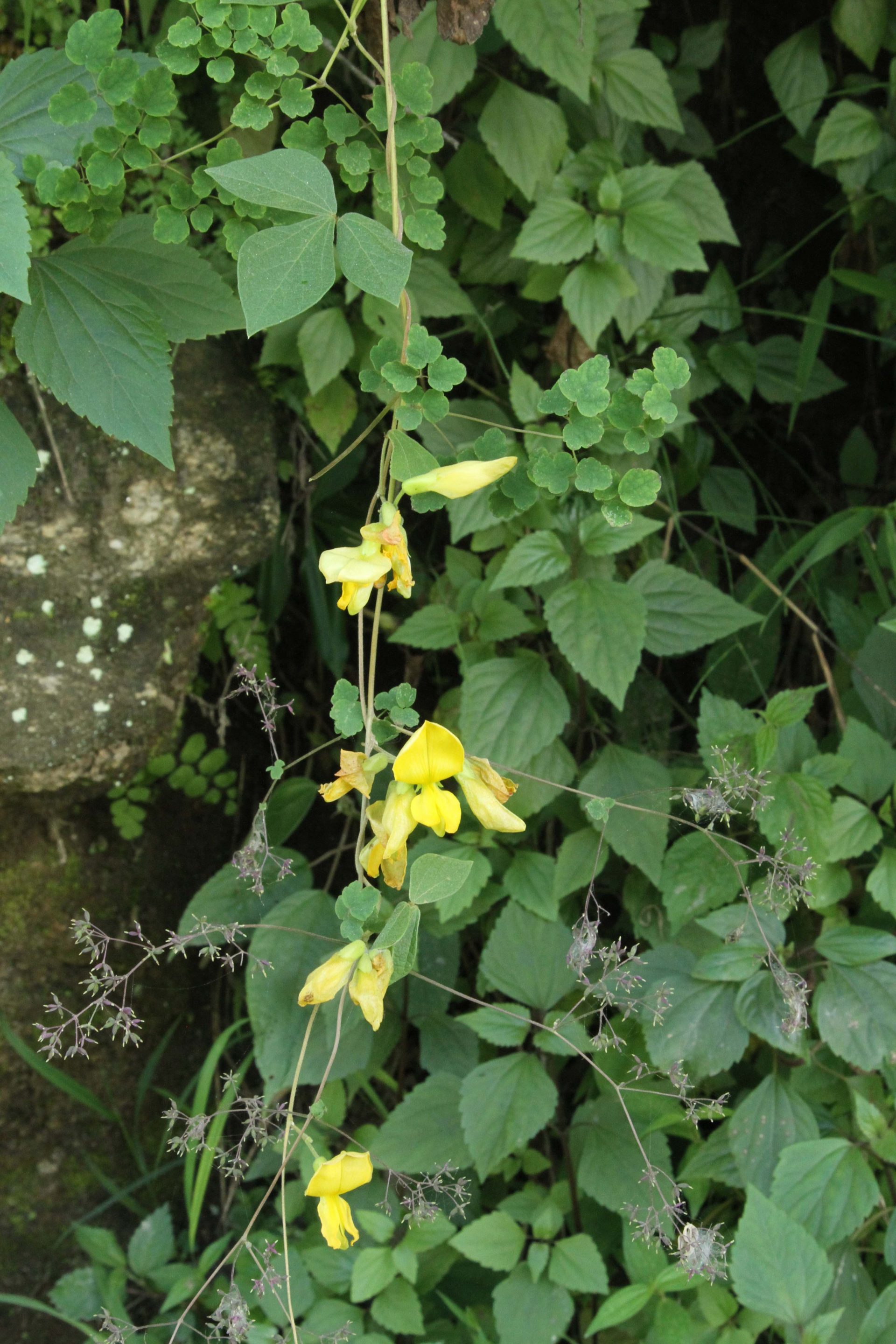 Cajanus mollis — Fabaceae