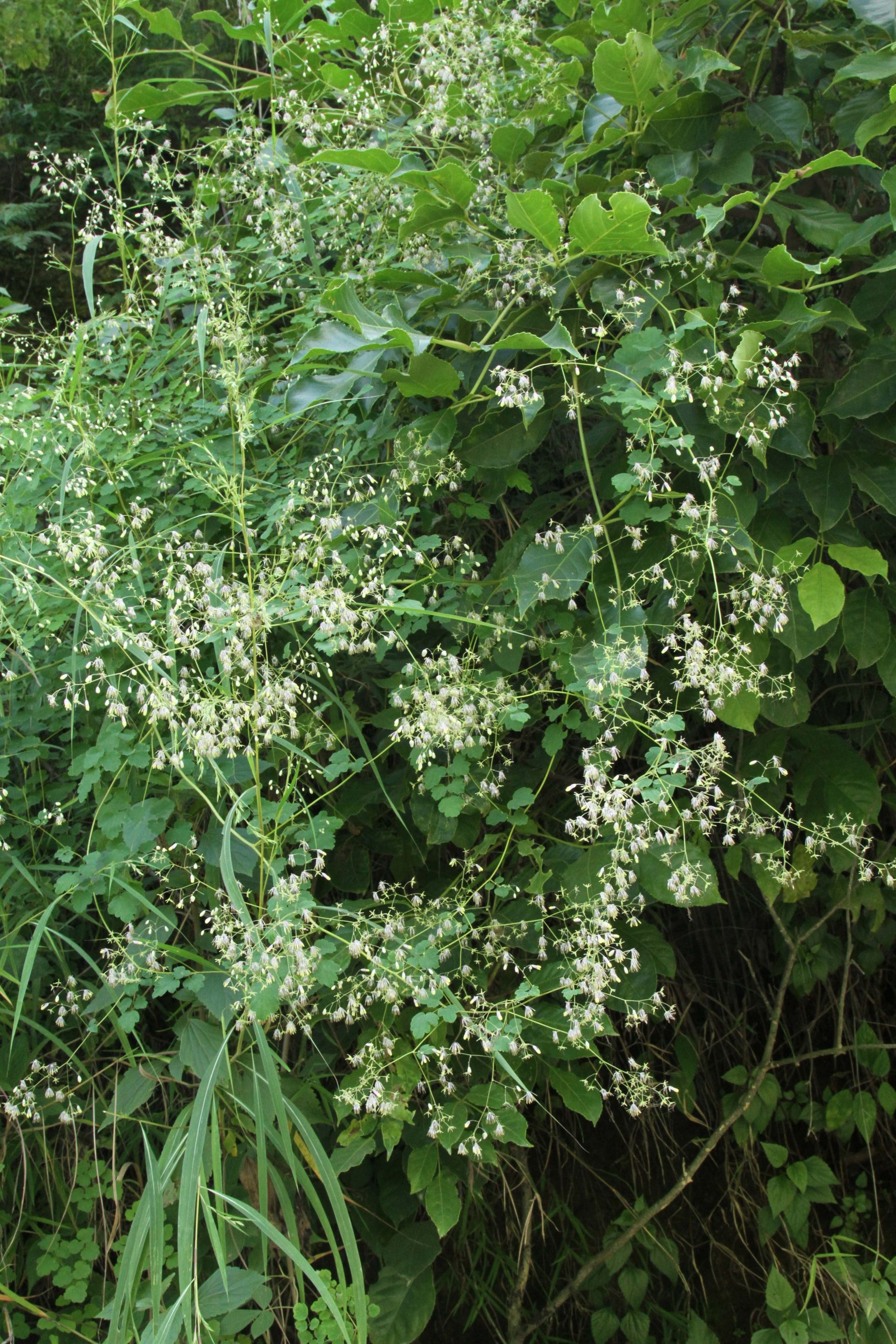 Thalictrum javanicum — Ranunculaceae