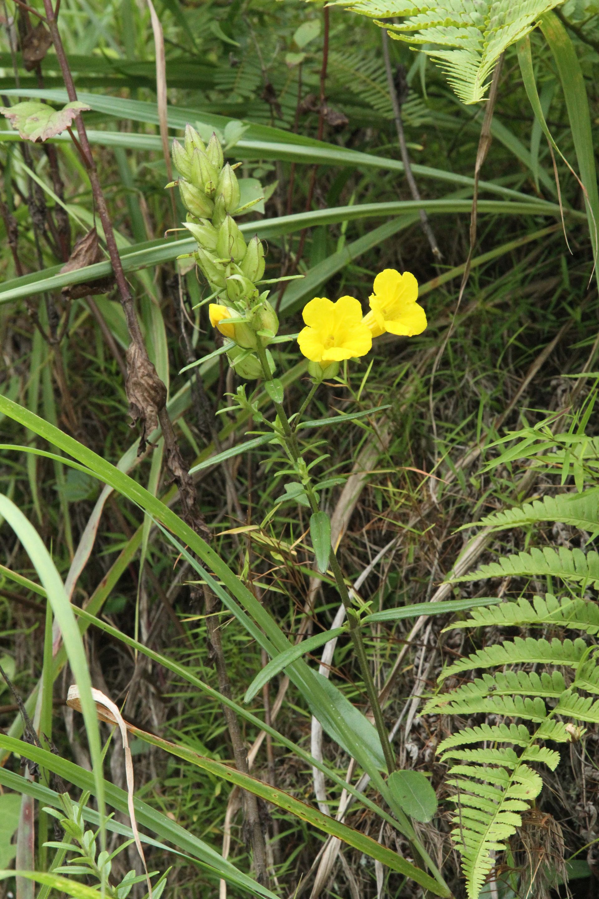 Brandisia rosea — Paulowniaceae