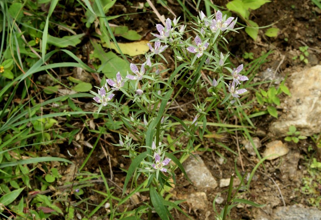 Bhutan2012 415