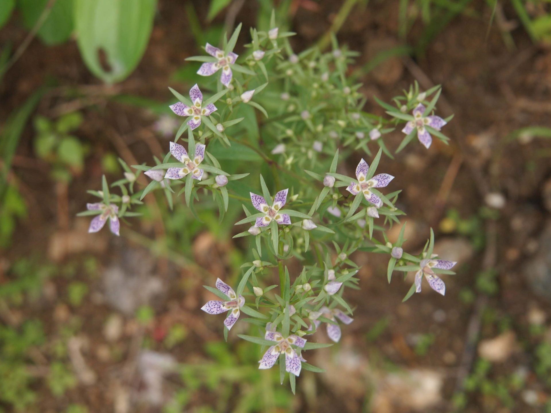 Swertia angustifolia — Gentianaceae
