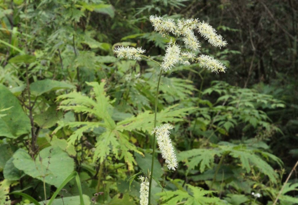Bhutan2012 42
