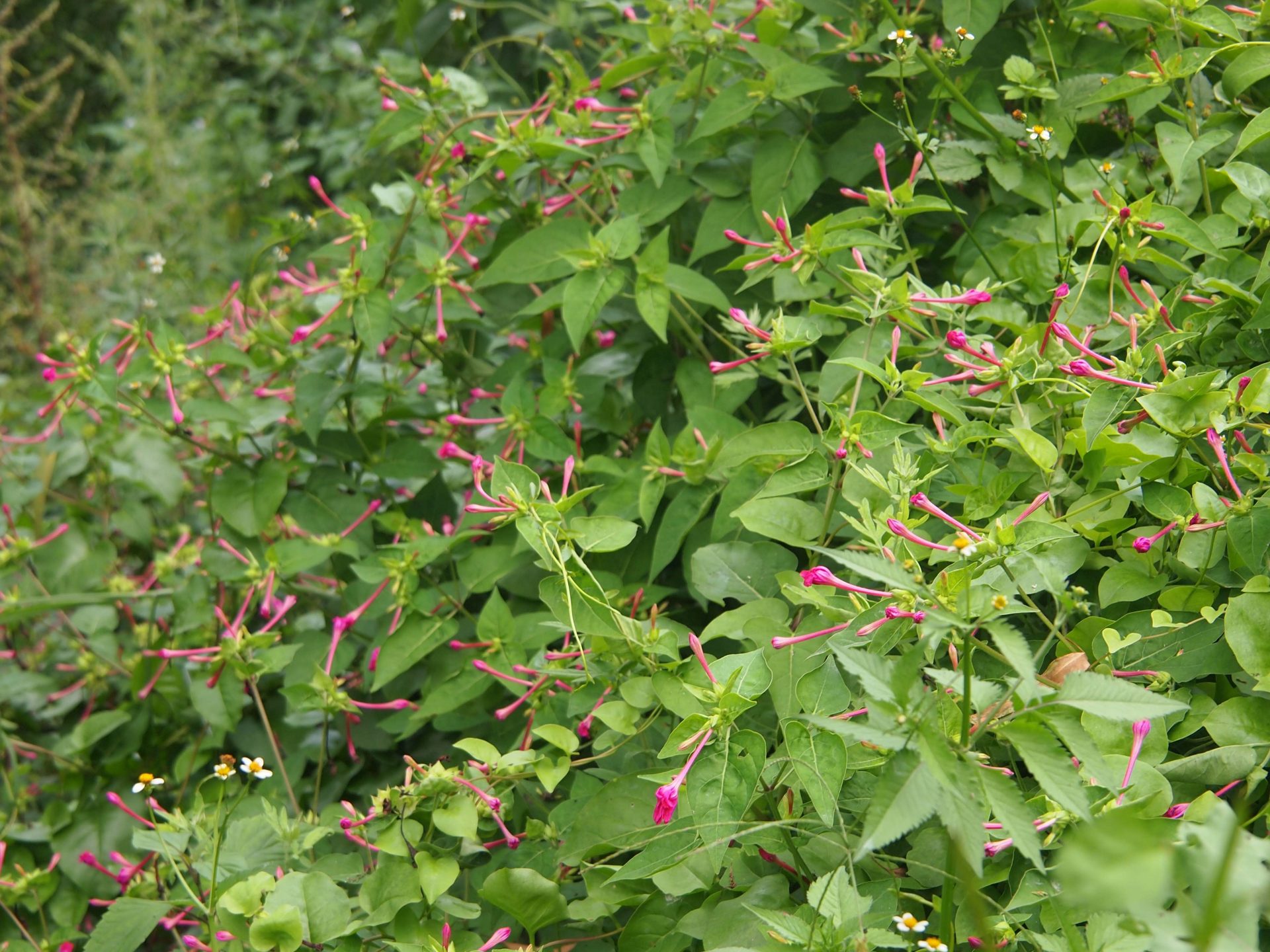 Mirabilis jalapa — Nyctaginaceae