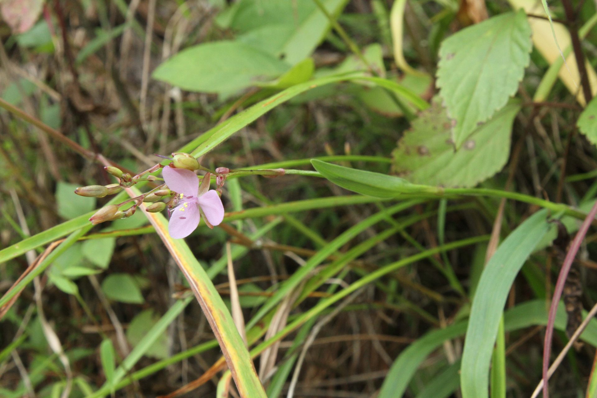Murdannia divergens — Commelinaceae