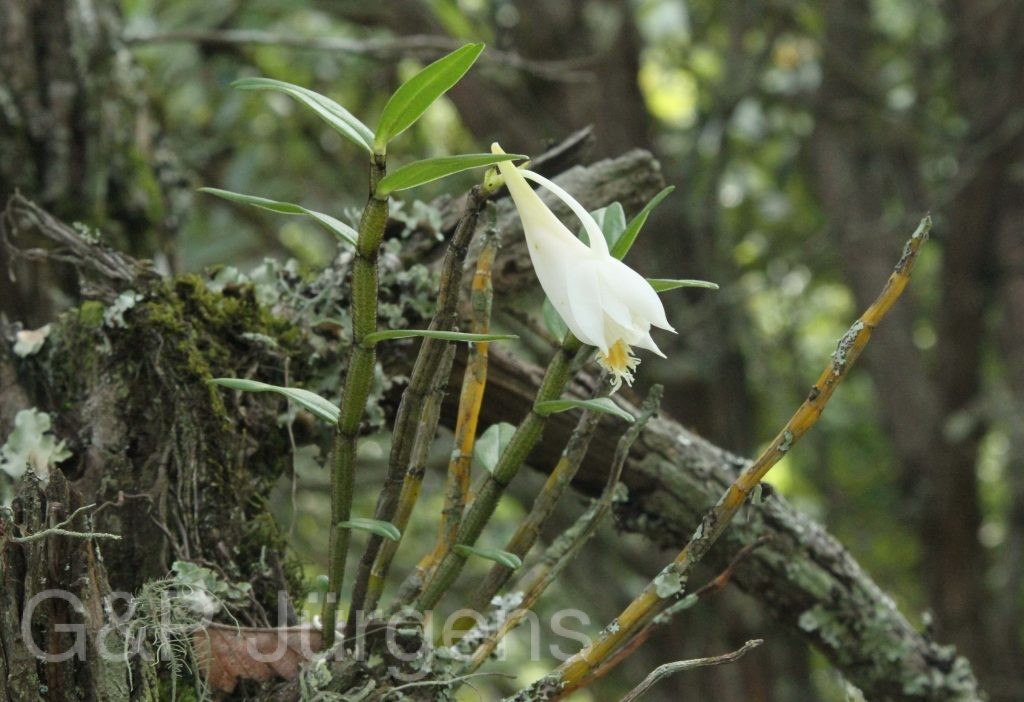 Bhutan2012 441
