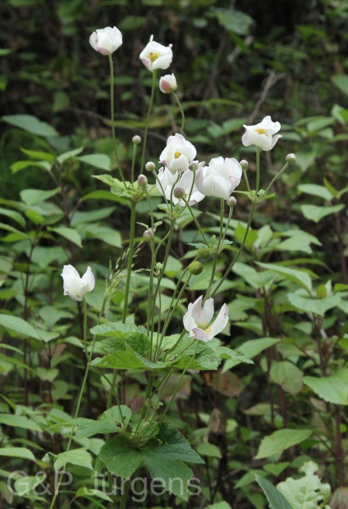 Bhutan2012 447