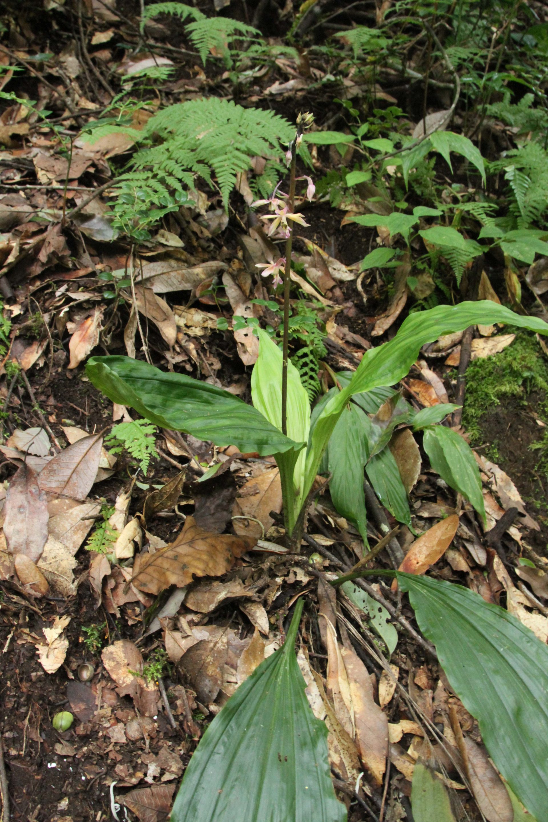 Calanthe sylvatica — Orchideaceae