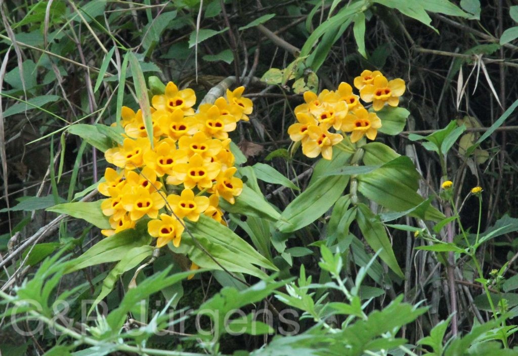 Bhutan2012 455