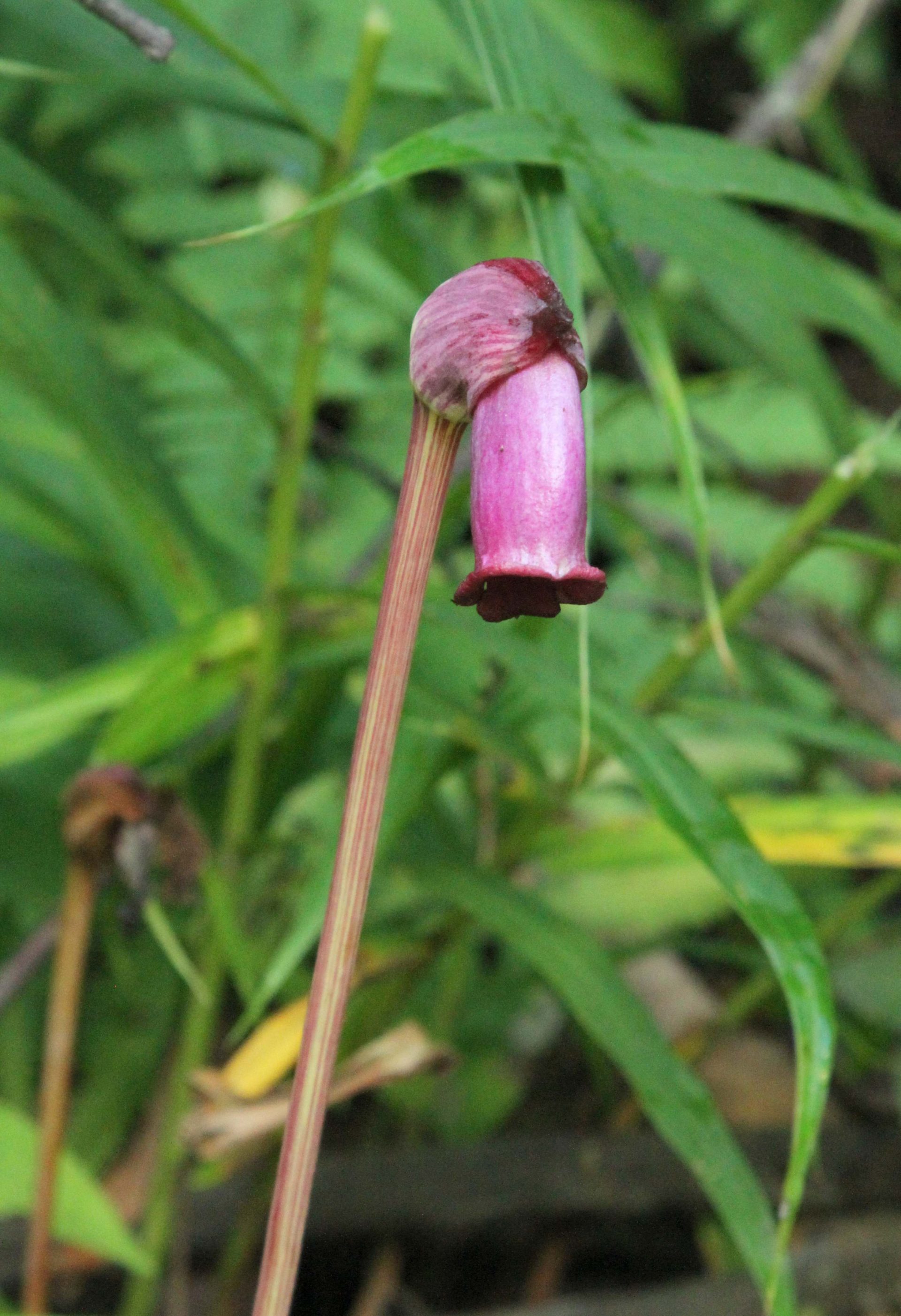 Aeginetia indica — Orobanchaceae
