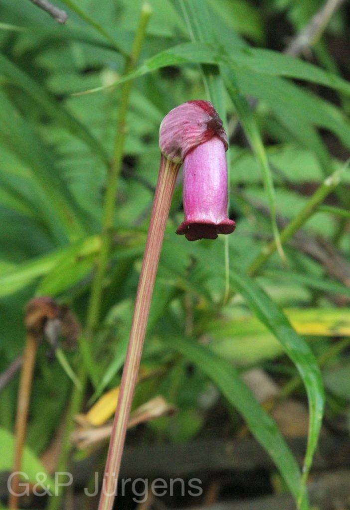 Bhutan2012 456