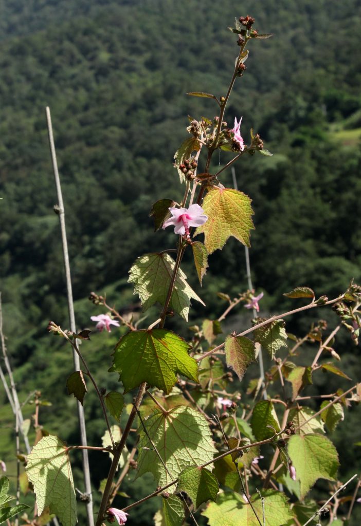 Bhutan2012 458