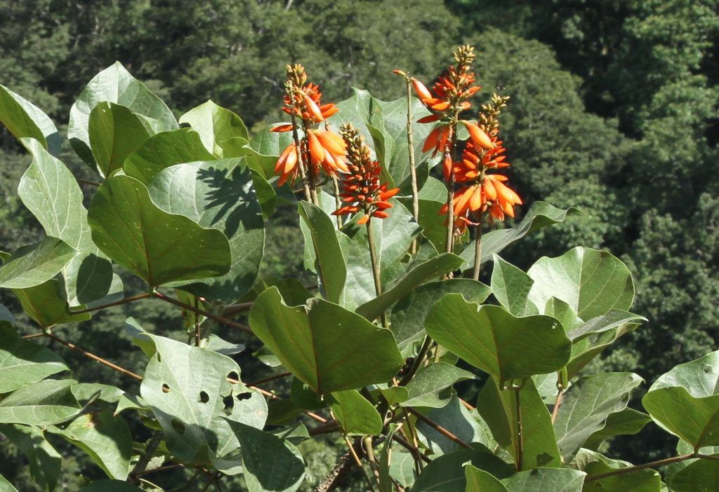 Bhutan2012 464