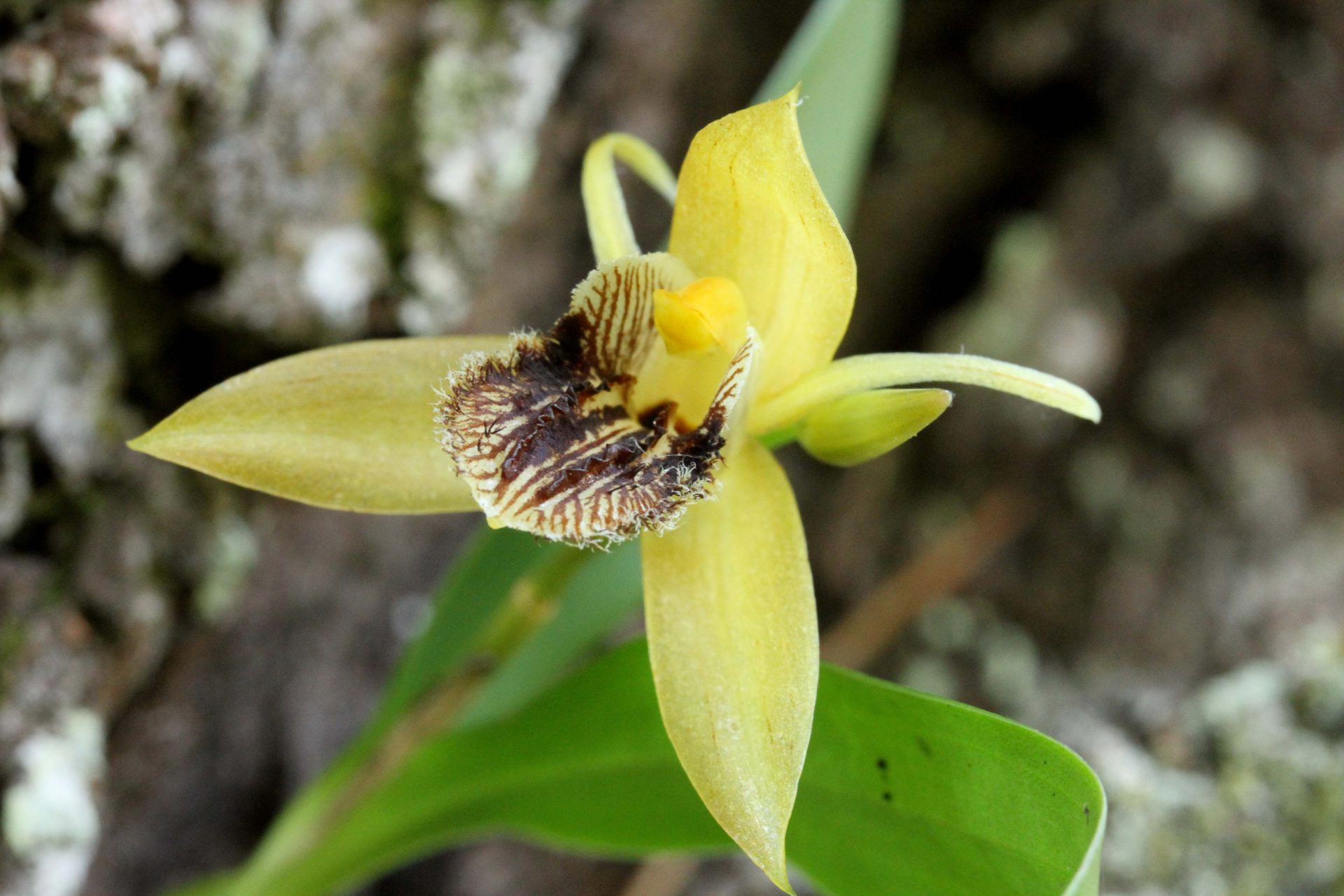 Coelogyne ovalis — Orchideaceae
