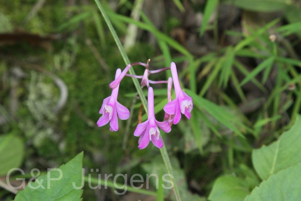 Bhutan2012 474
