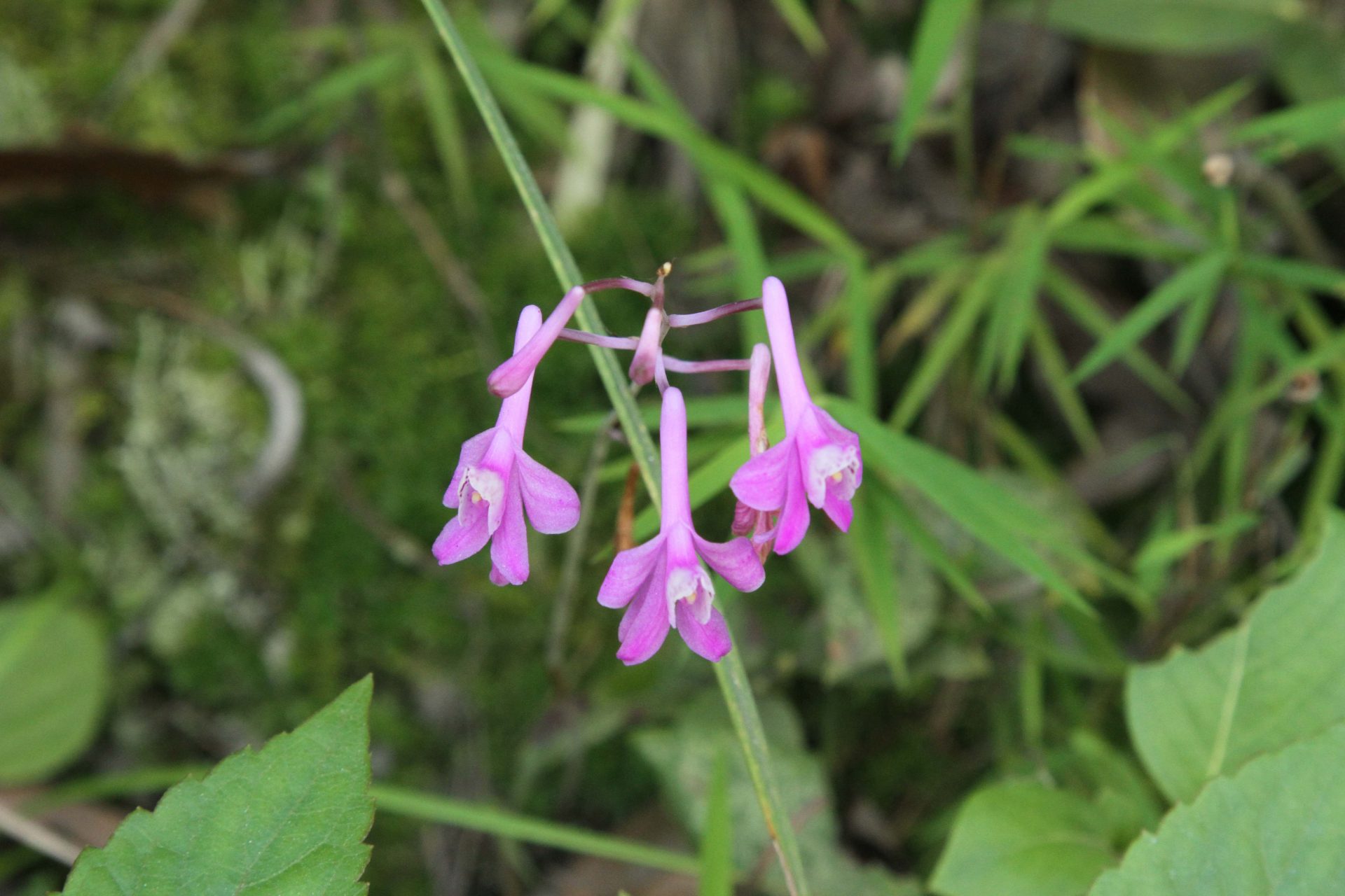 Anthogonium gracile — Orchideaceae