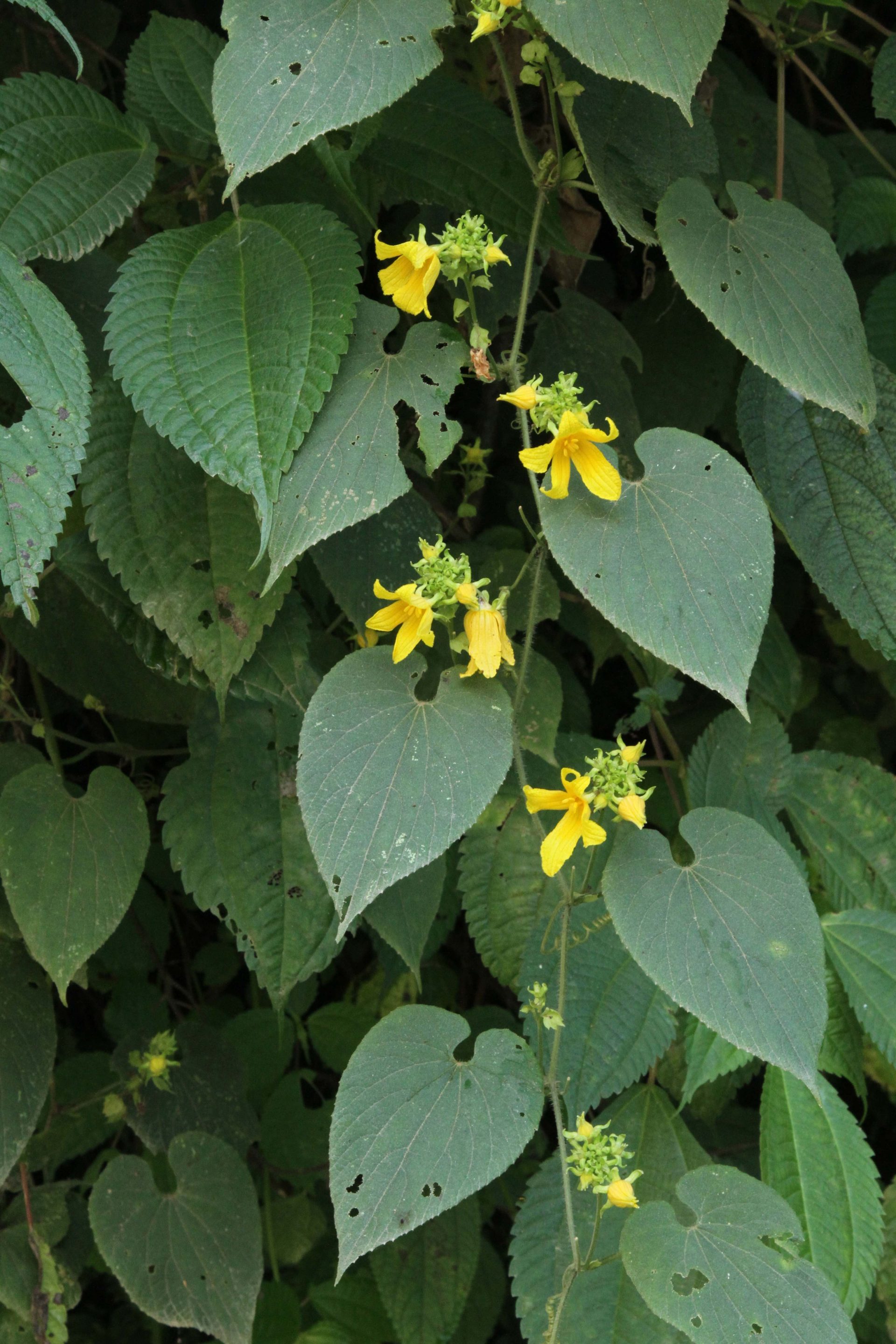 Thladiantha cordifolia — Cucurbitaceae