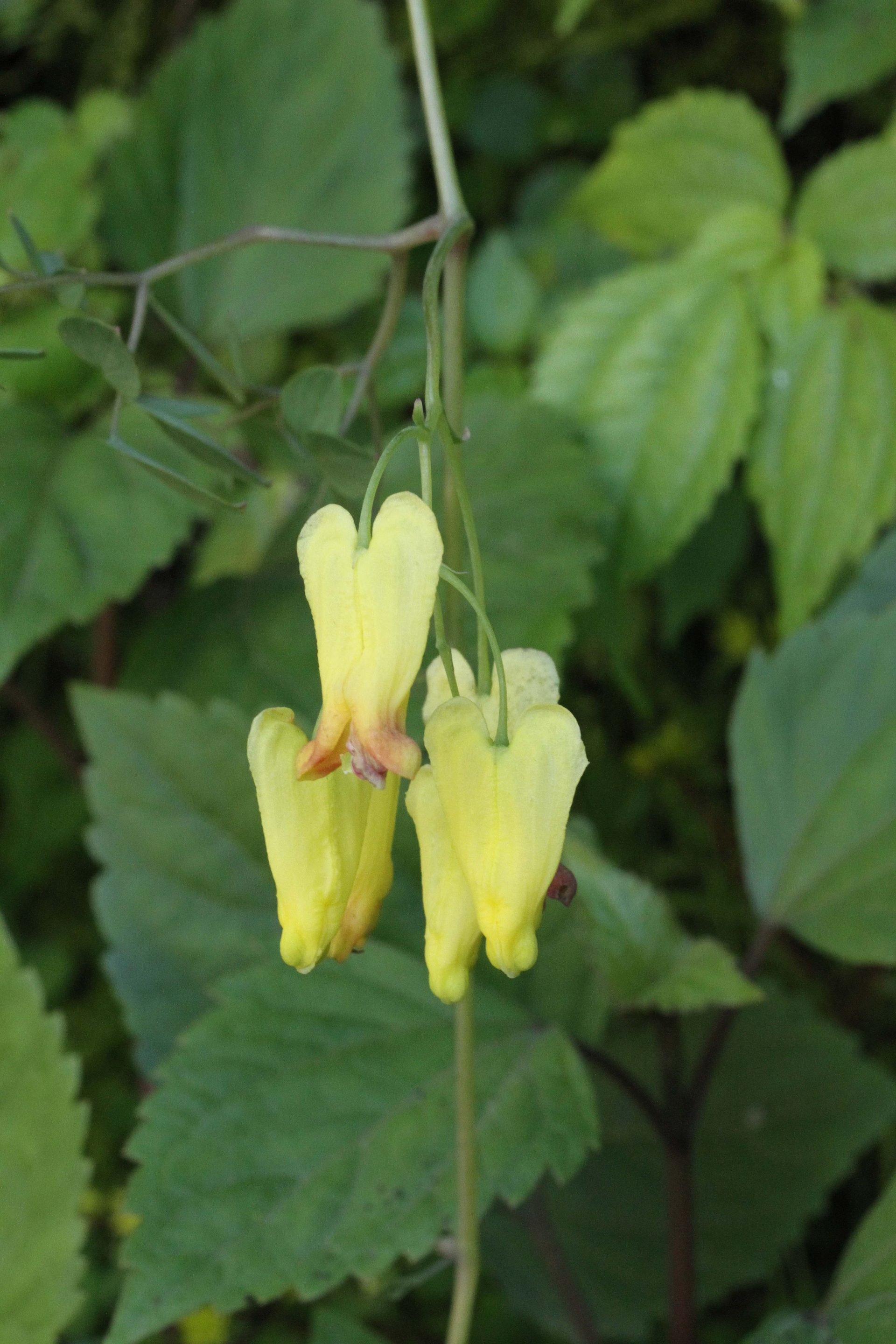 Dactylicapnos scandens — Papaveraceae