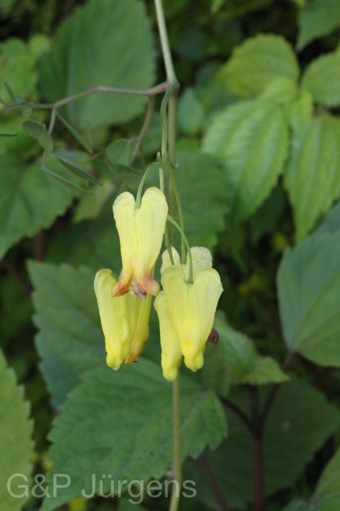 Bhutan2012 477