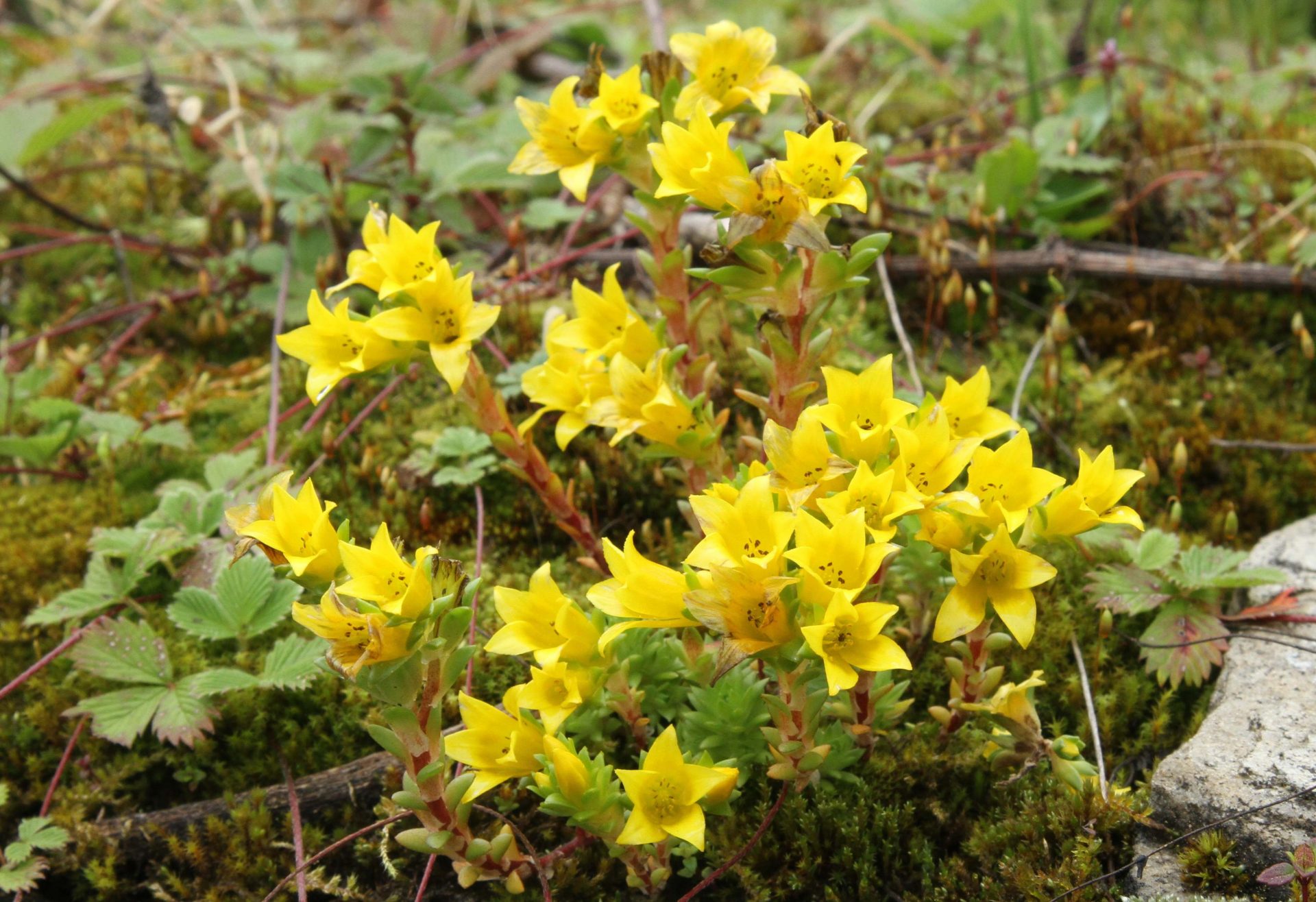 Sedum oreades — Crassulaceae