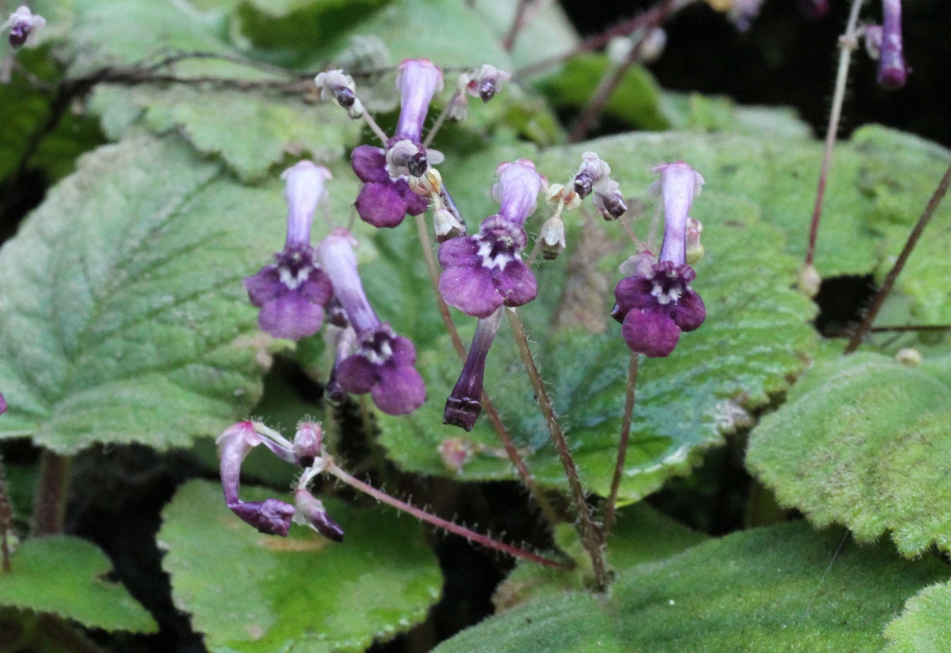 Didymocarpus punduanus var. pulchrus — Didymocarpinae